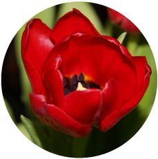 Tulpe-rot-2.jpg